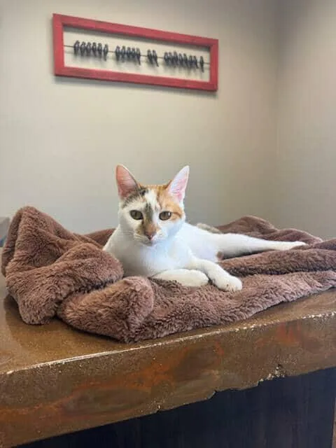 Mrs. Bob thumbnail 3