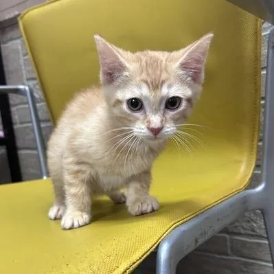 A baby small-sized female Orange / Red Domestic Short Hair cat named Jester for adoption in Davenport, IA