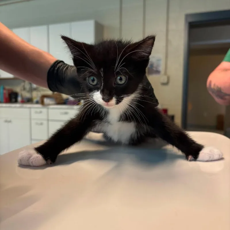 A baby small-sized male Black Domestic Short Hair cat named Toney for adoption in Huntington, WV