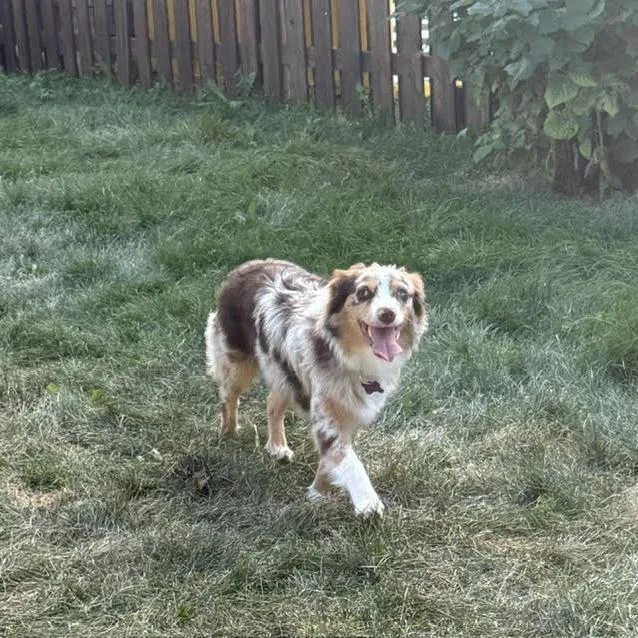Hogan