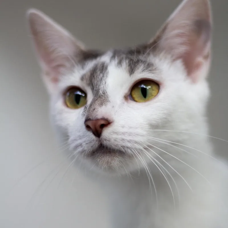 Strawberry Shortcake thumbnail 2