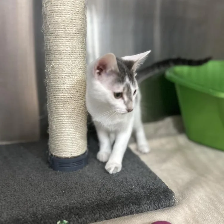 Strawberry Shortcake thumbnail 3