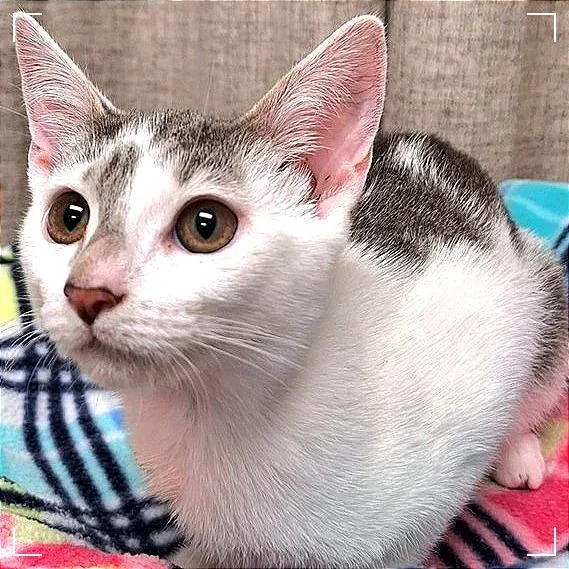 Strawberry Shortcake thumbnail 4