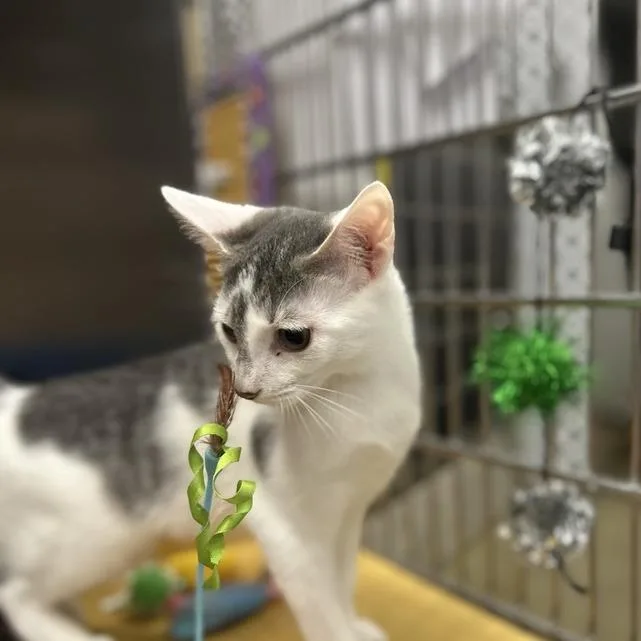 Strawberry Shortcake thumbnail 5