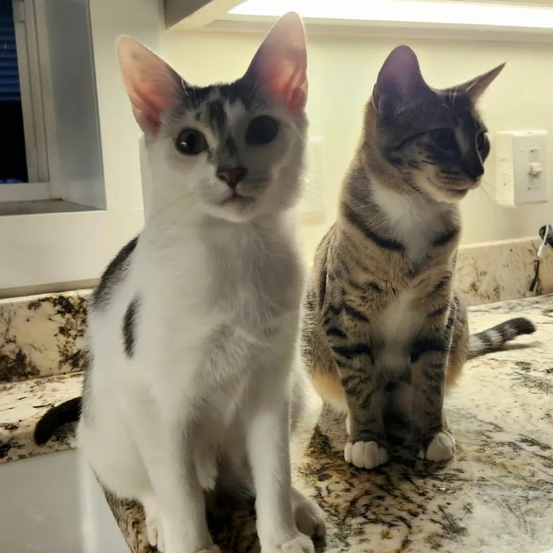 Strawberry Shortcake thumbnail 6