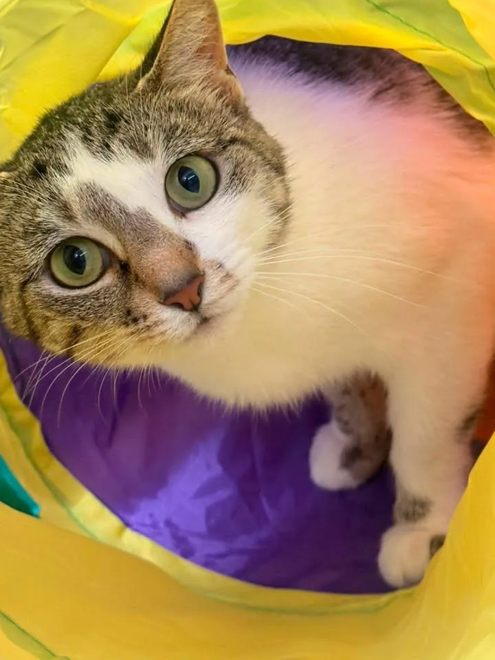 A young medium-sized female Tabby (Buff / Tan / Fawn) Domestic Short Hair cat named Leona for adoption in Indianapolis, IN