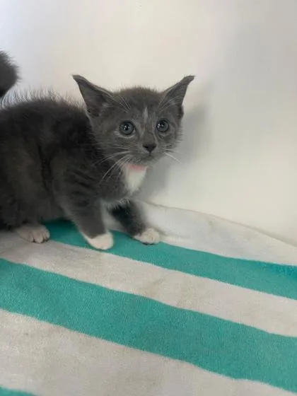 A baby small-sized female Domestic Short Hair cat named Rouge for adoption in Manteo, NC