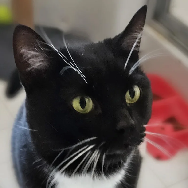 An adult medium-sized male Black & White / Tuxedo Tuxedo cat named Oreo for adoption in Baldwin, MD