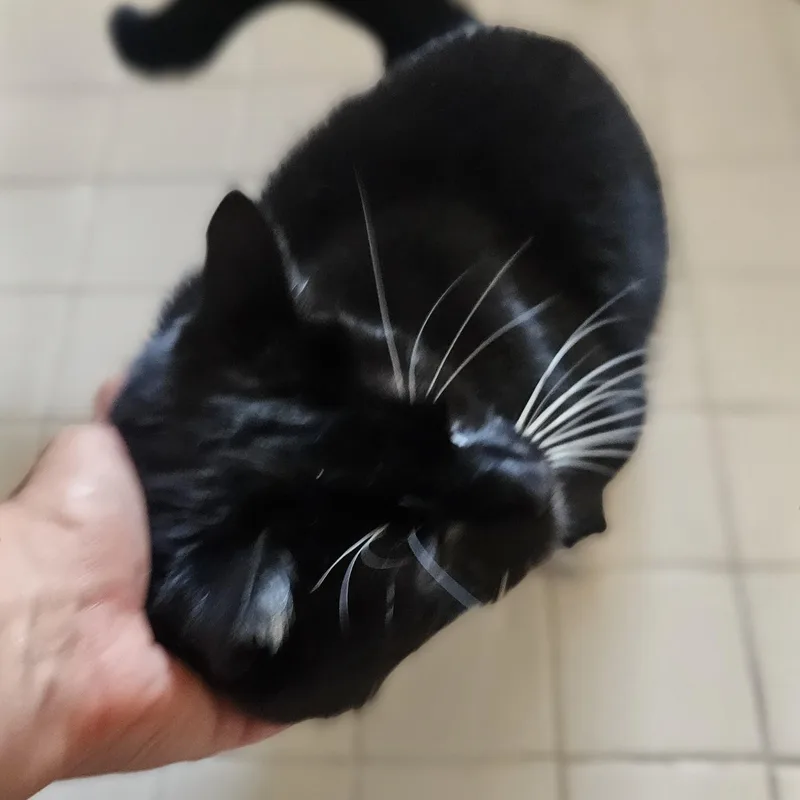 Oreo thumbnail 2