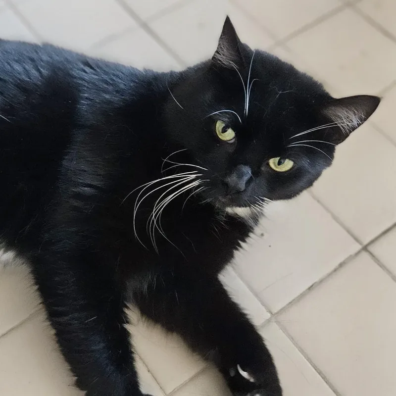 Oreo thumbnail 3