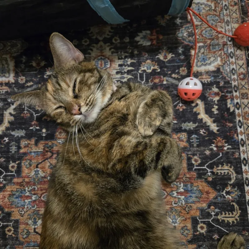 A young medium-sized female Tortoiseshell Domestic Short Hair cat named Lucie for adoption in West Palm Beach, FL