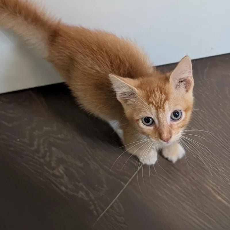 A baby small-sized male Orange / Red Domestic Short Hair cat named Lamar for adoption in Austin, TX