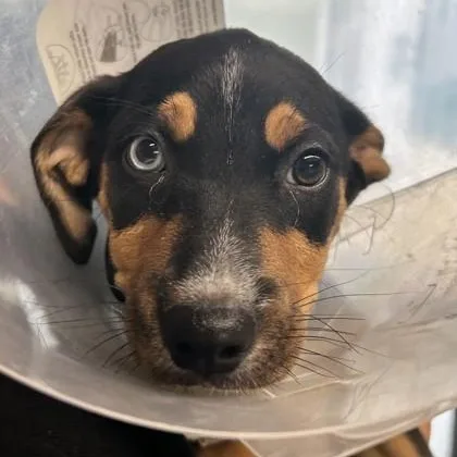 A baby medium-sized female Black Husky dog named Snow White for adoption in Rapid City, SD