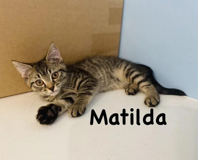 A baby small-sized female Domestic Short Hair cat named Matilda for adoption in Annapolis, MD