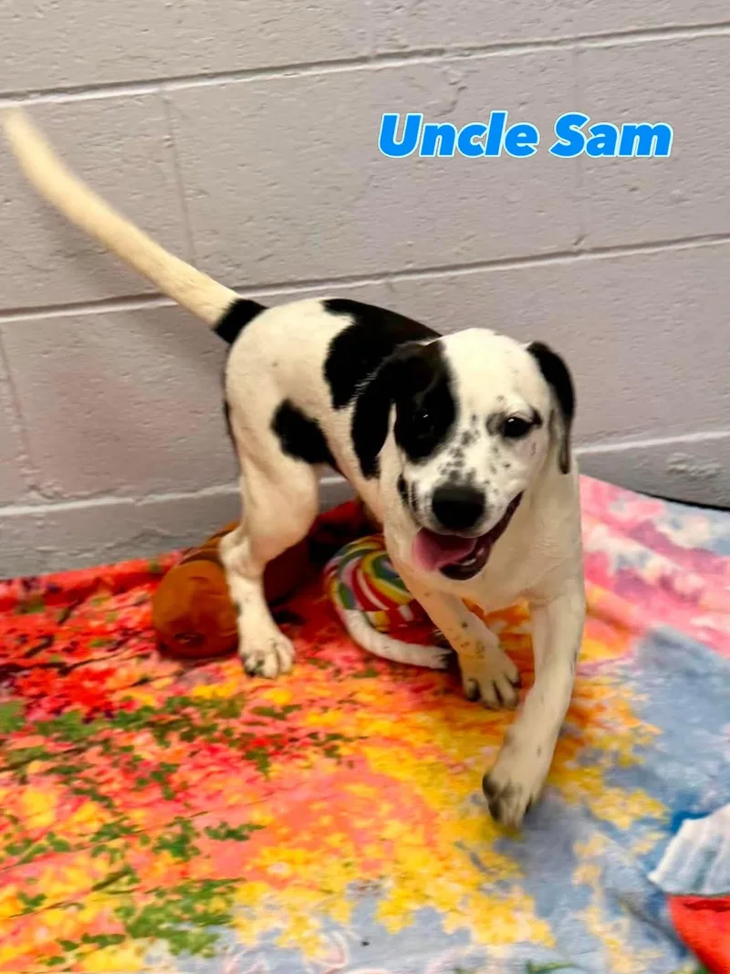 Uncle Sam thumbnail 2