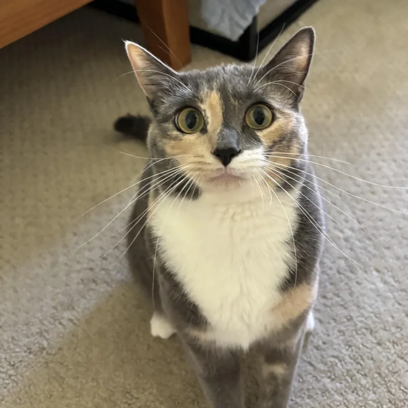 An adult medium-sized female Tortoiseshell Domestic Short Hair cat named Bori City of for adoption in Chino Hills, CA