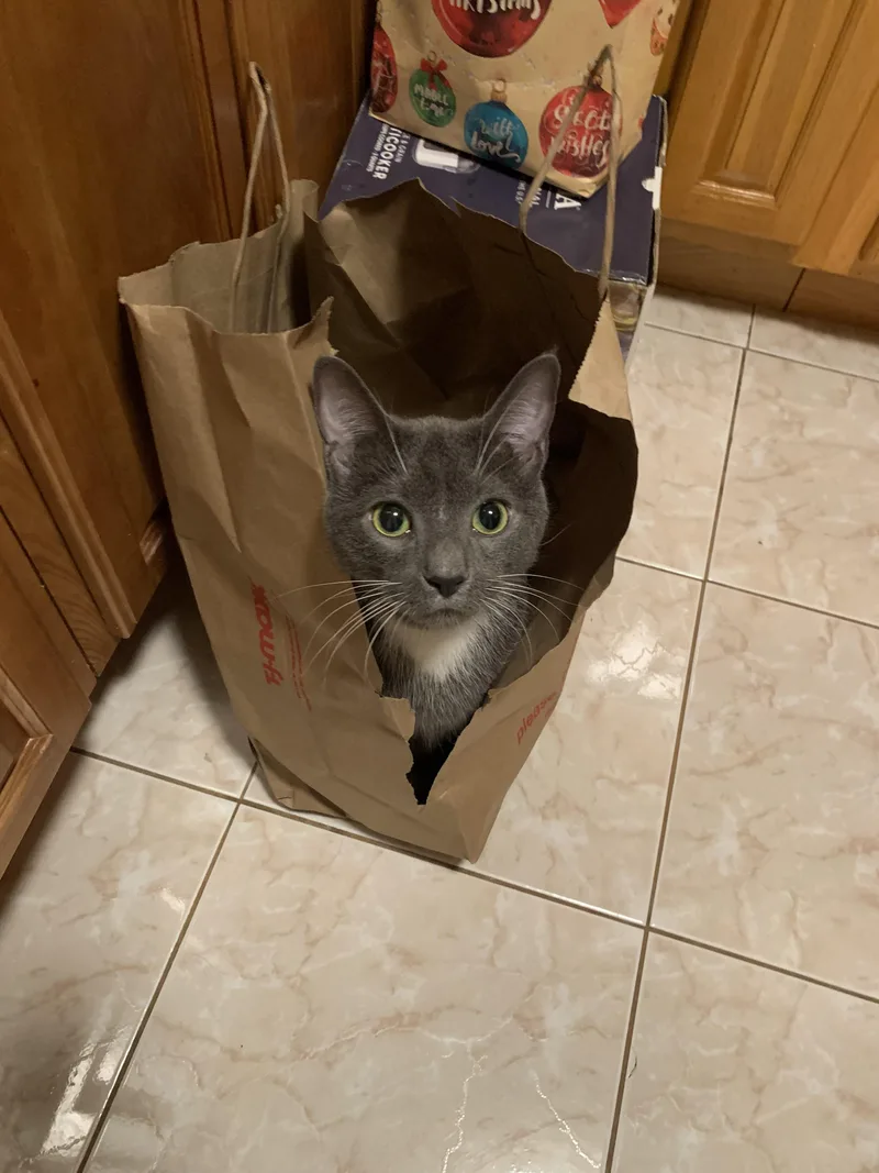 Gochuchang thumbnail 3