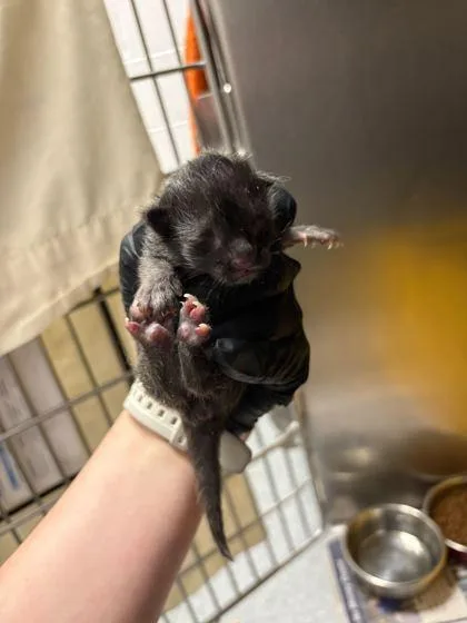 A baby small-sized male Domestic Short Hair cat named Rin for adoption in Sevierville, TN