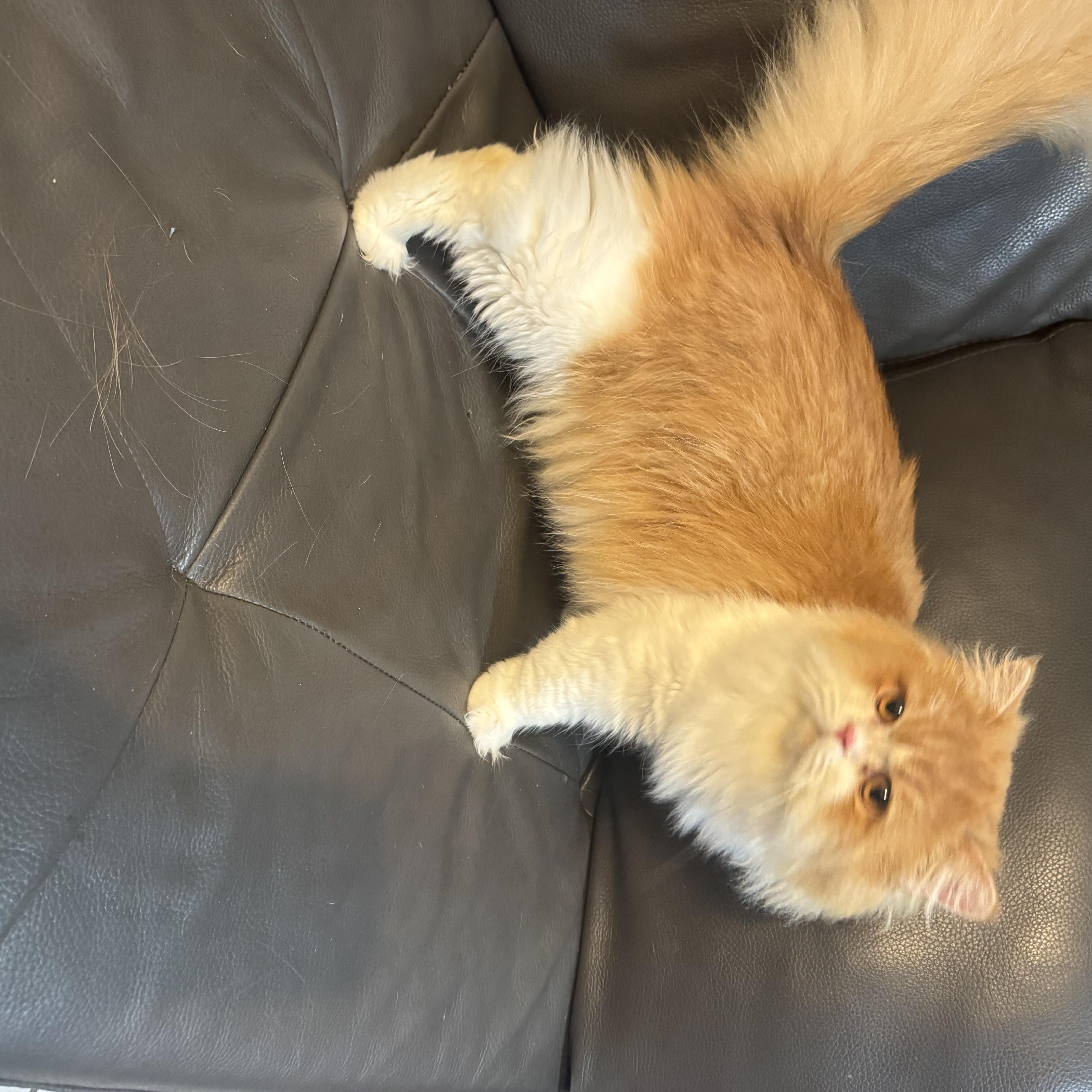 A young medium-sized male Orange & White Persian cat named Chanel & Louis Vuitton for adoption in Miami, FL