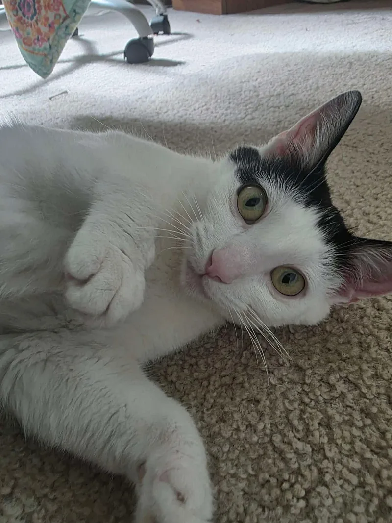 An adult medium-sized female Domestic Short Hair cat named Stevie for adoption in East Lansing, MI