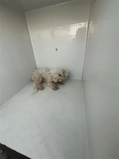 An adult medium-sized male Maltese dog named A for adoption in Houston, TX