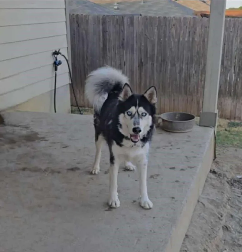 An adult medium-sized male White / Cream Siberian Husky dog named Inu for adoption in San Antonio, TX