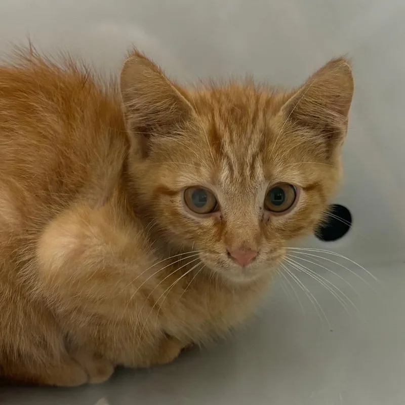 A baby small-sized male Orange / Red Domestic Short Hair cat named Cosmo for adoption in Columbus, GA
