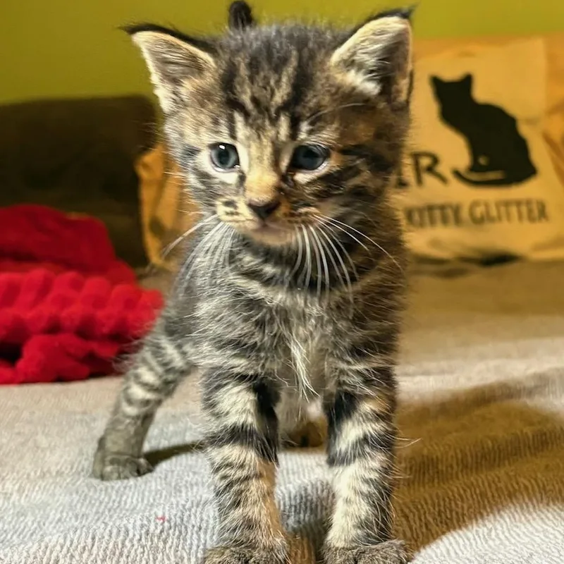 A baby medium-sized male Tabby (Brown / Chocolate) Domestic Short Hair cat named Lincoln for adoption in Johnson City, TN