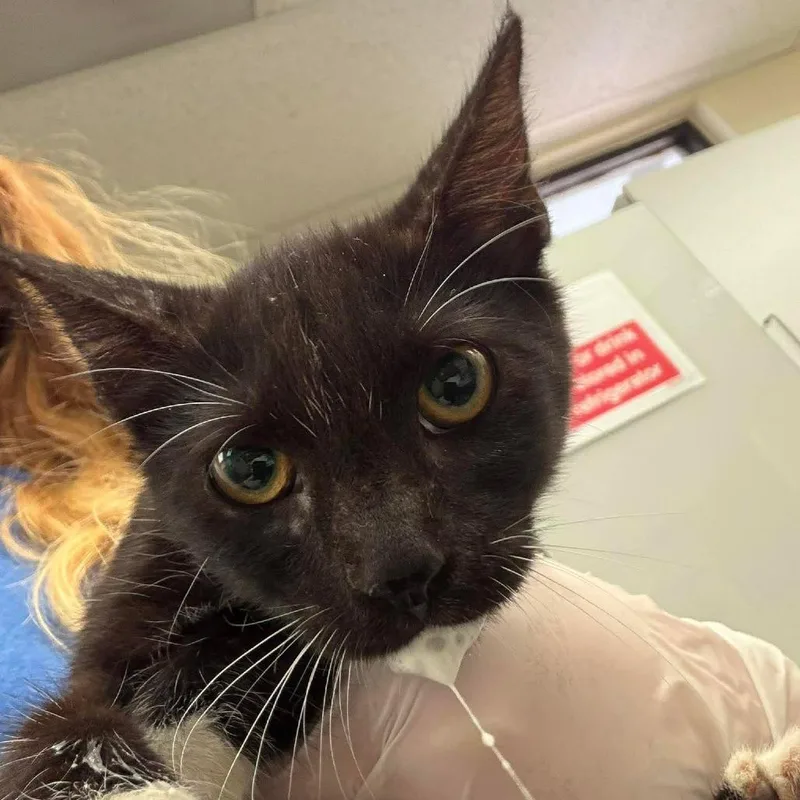 A baby small-sized female Black Domestic Short Hair cat named Britt for adoption in Bastrop, TX