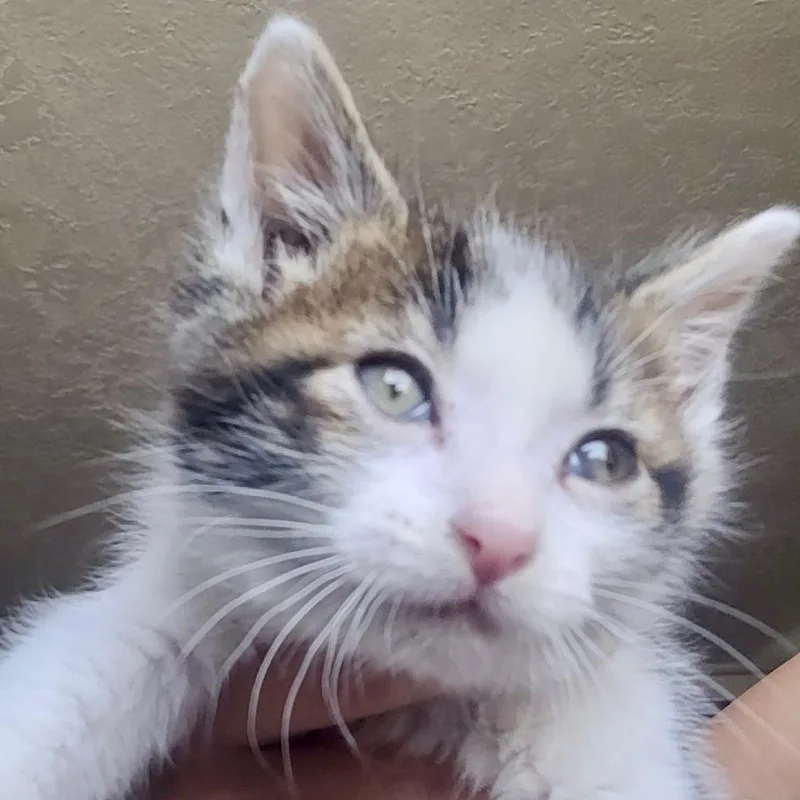 A young medium-sized male White Domestic Short Hair cat named Hero for adoption in Blackfoot, ID