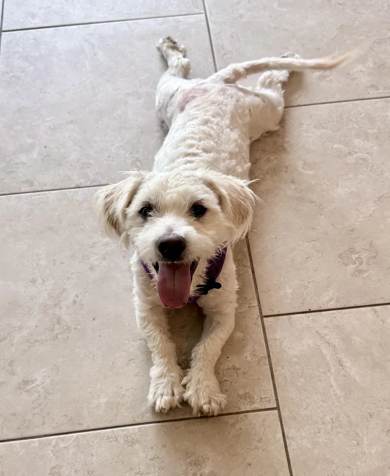 A young small-sized male White / Cream Bichon Frise dog named Nice as they come for adoption in Carlsbad, CA