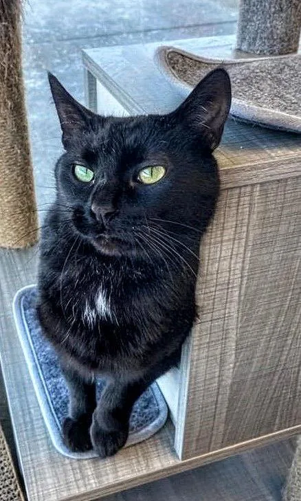 C Litter Packzi  thumbnail 2