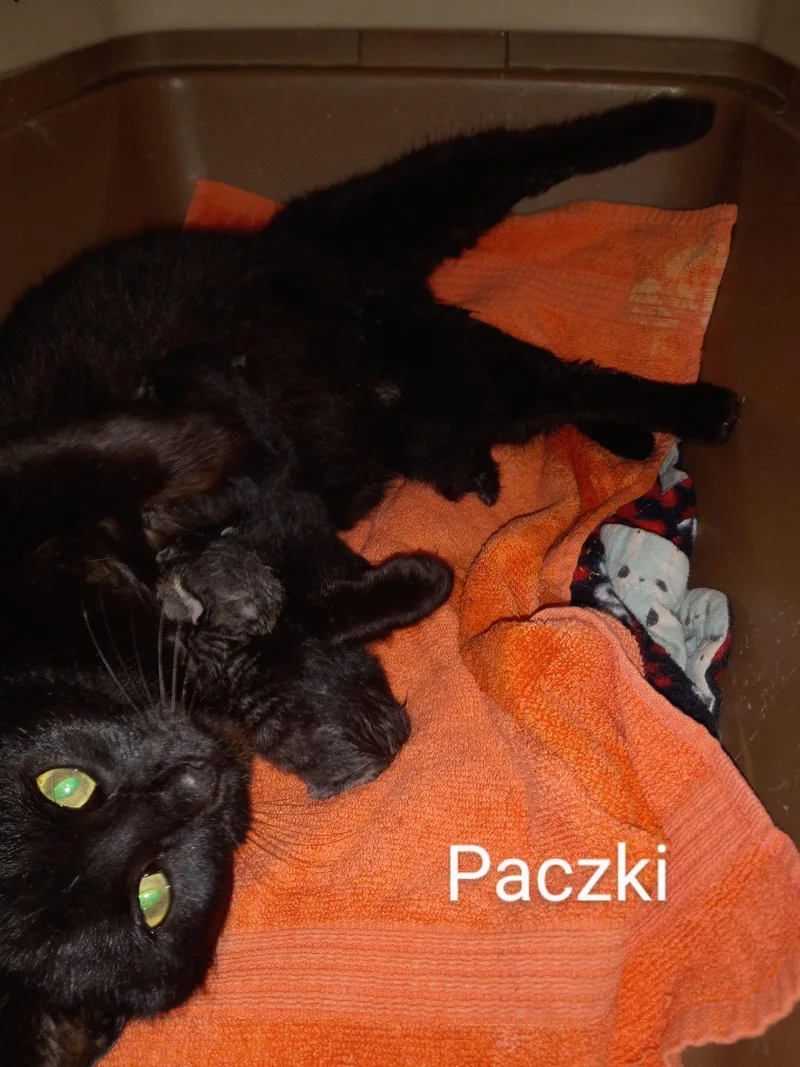 C Litter Packzi  thumbnail 3