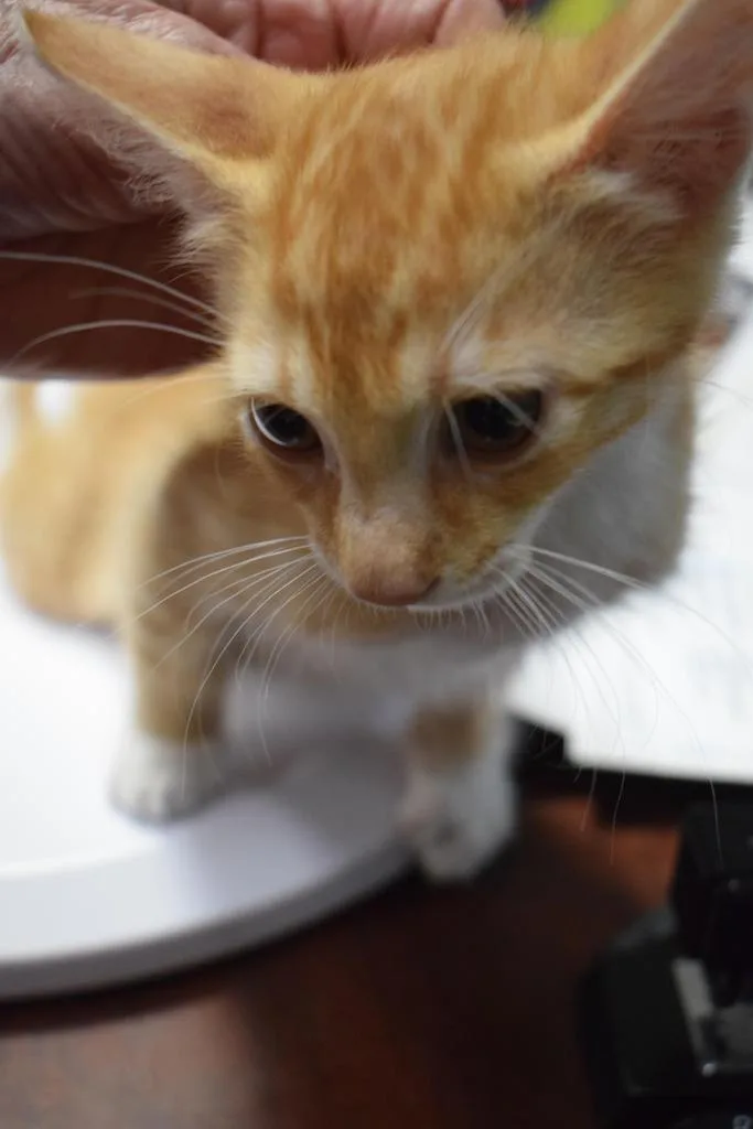 A baby medium-sized male Domestic Short Hair cat named Rusty for adoption in Pahrump, NV