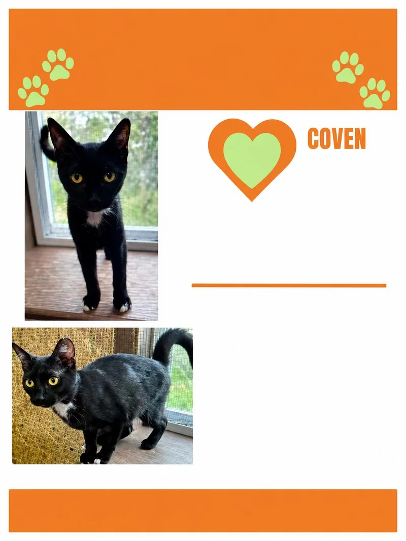 A young small-sized female Black & White / Tuxedo Domestic Short Hair cat named Marceline for adoption in Lemoyne, PA