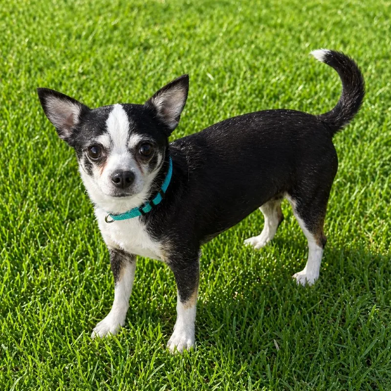An adult small-sized male Black Chihuahua dog named Bandito for adoption in Las Vegas, NV