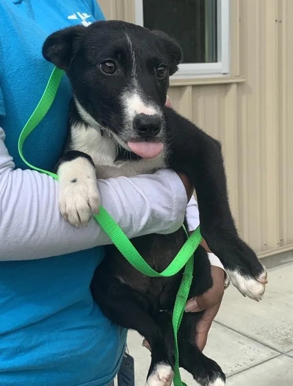 A baby small-sized male Australian Cattle Dog / Blue Heeler dog named Bailey for adoption in Monterey, CA