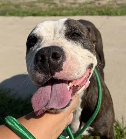 An adult large-sized female Pit Bull Terrier dog named Anastasia for adoption in Balch Springs, TX