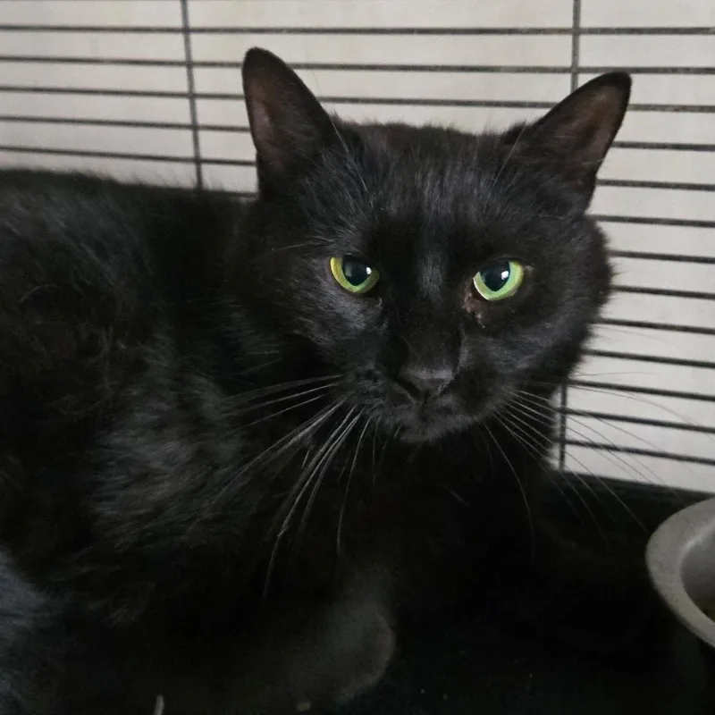 An adult medium-sized female Black Domestic Short Hair cat named Isabelle for adoption in Canton, IL