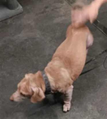 An adult medium-sized male Dachshund dog named Winnie for adoption in Los Angeles, CA