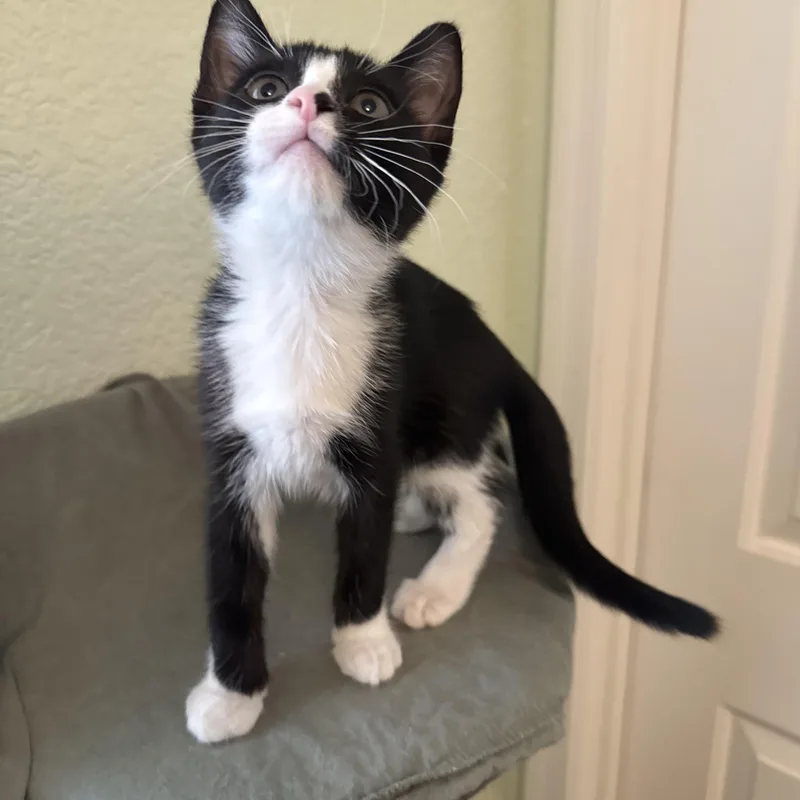 A baby medium-sized female Black & White / Tuxedo Tuxedo cat named Demi for adoption in Las Vegas, NV