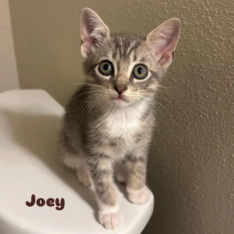A baby small-sized male Gray / Blue / Silver Domestic Short Hair cat named Joey for adoption in Orlando, FL