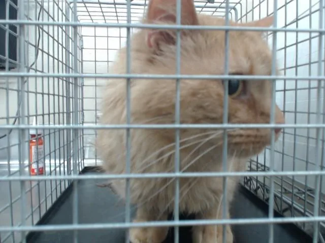A young large-sized male Domestic Short Hair cat named Archie for adoption in Orlando, FL
