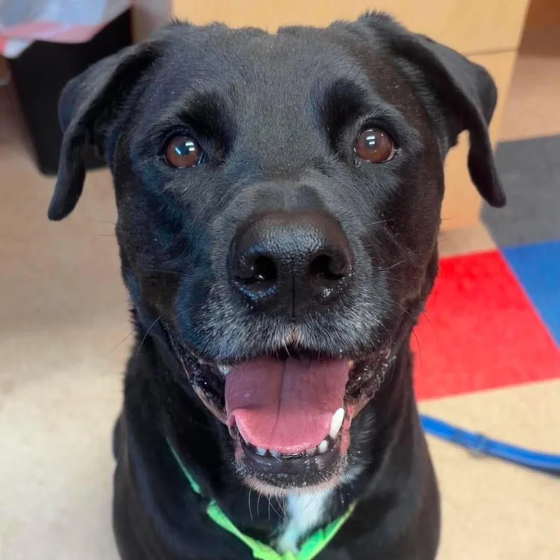 An adult large-sized male Labrador Retriever dog named Marsh for adoption in Valparaiso, IN