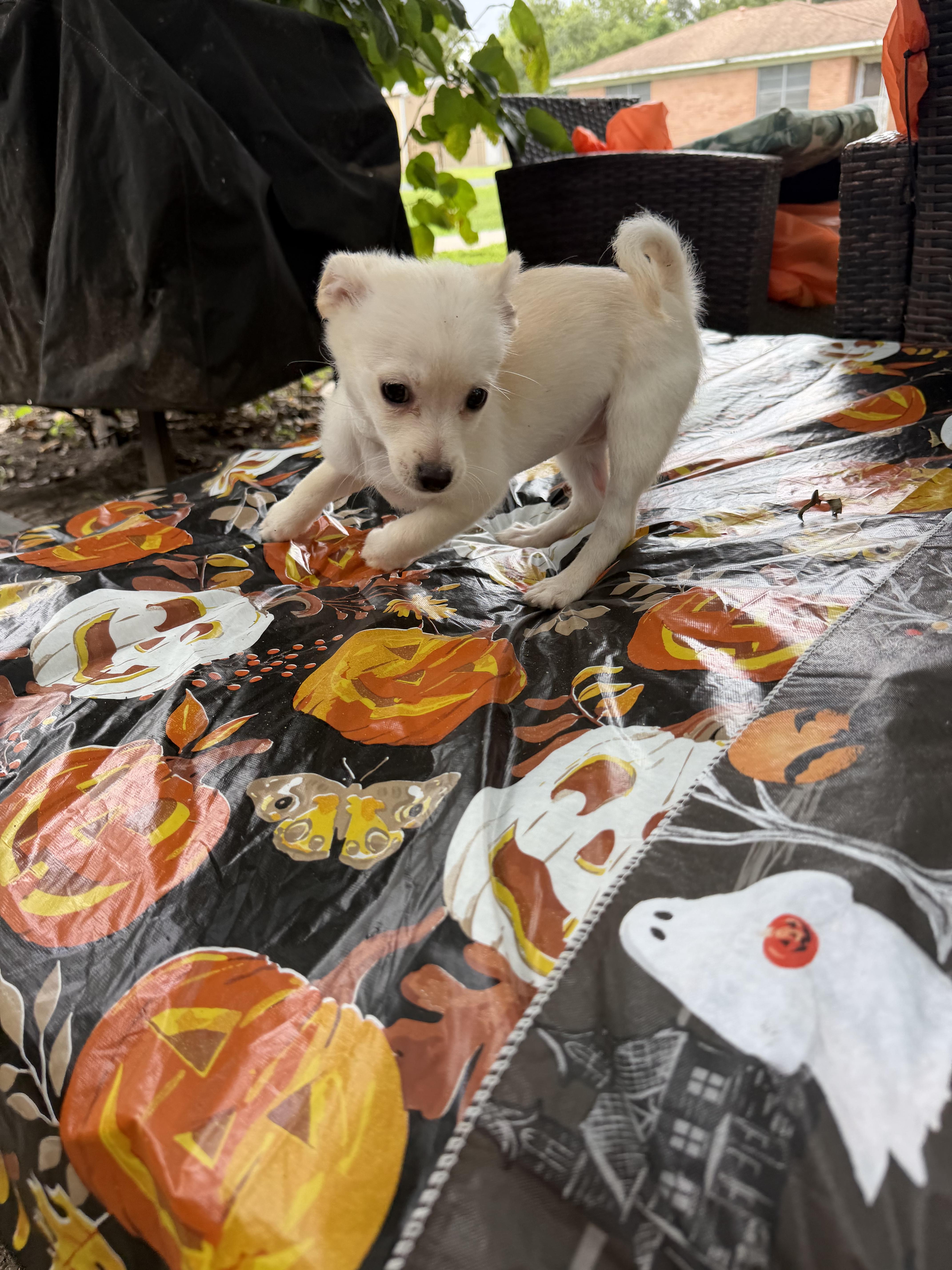 A young small-sized female Pomeranian dog named Lee lee for adoption in Louise, TX