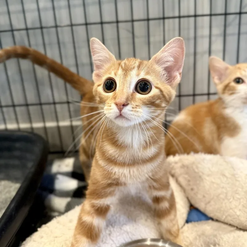 A baby small-sized male Orange / Red Domestic Short Hair cat named Pumpkin Spice for adoption in Louisville, KY