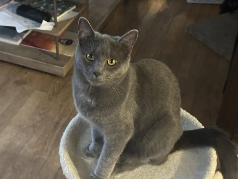 A baby medium-sized female Gray / Blue / Silver Domestic Short Hair cat named Cleo for adoption in Northfield, OH