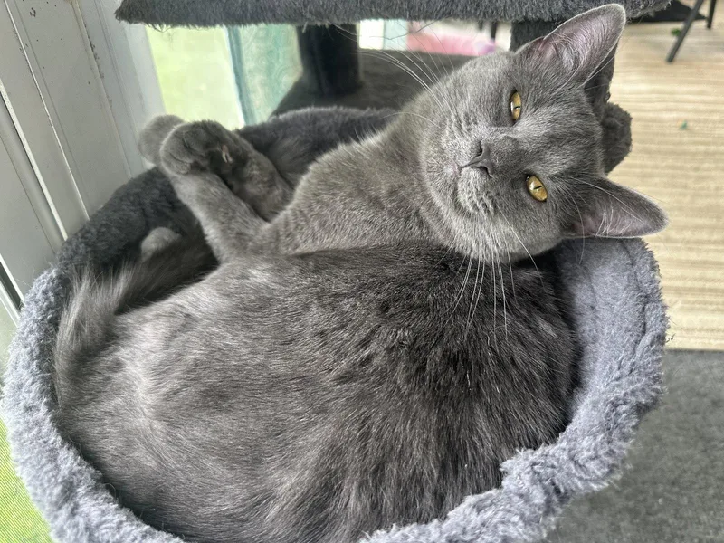 Cleo thumbnail 2