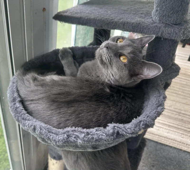 Cleo thumbnail 3