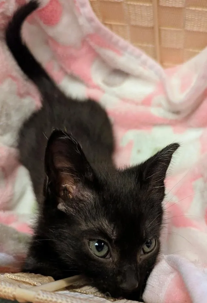 A baby small-sized female Black Domestic Short Hair cat named Pearl for adoption in WARNER ROBINS, GA